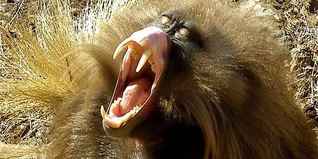 Животные с самыми большими и длинными зубами!