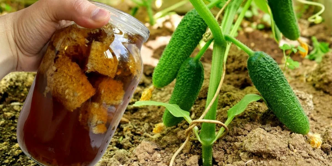 Удобрения из старого хлеба: Как своими руками сделать сильнейшее удобрение