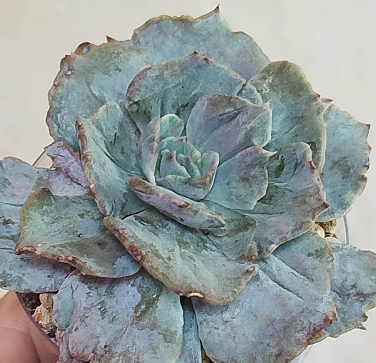 Лилацина монстерозная. Фото автора.