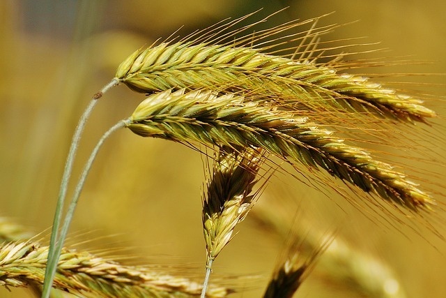 Фото: pixabay.com