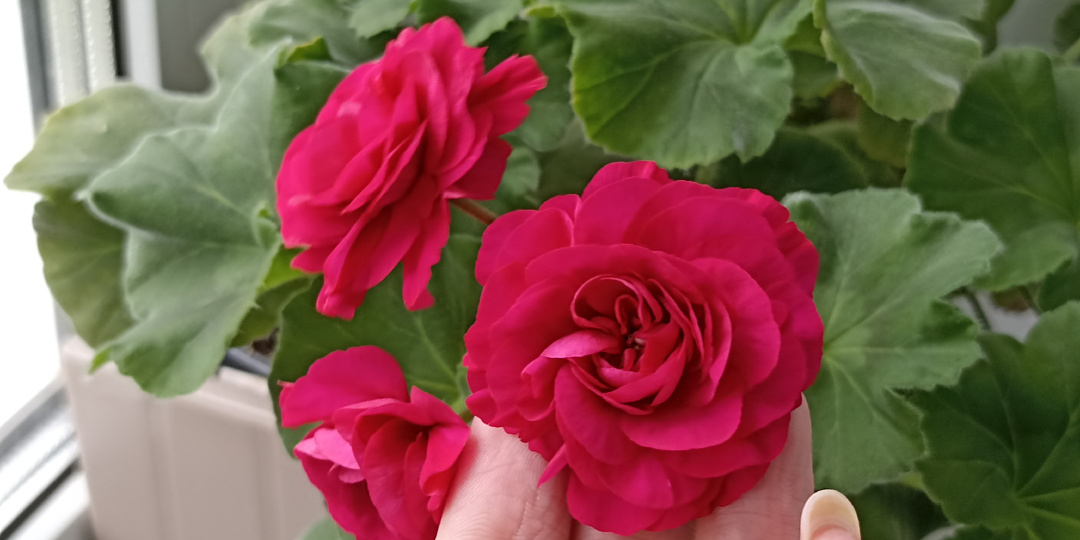 Пеларгония ИВ-Есфирь прекрасная. Первое цветение