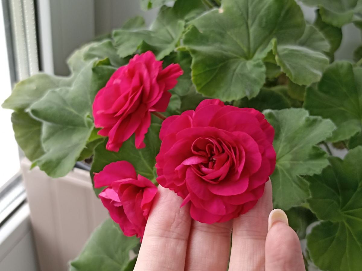 Сравнение размера цветка с рукой