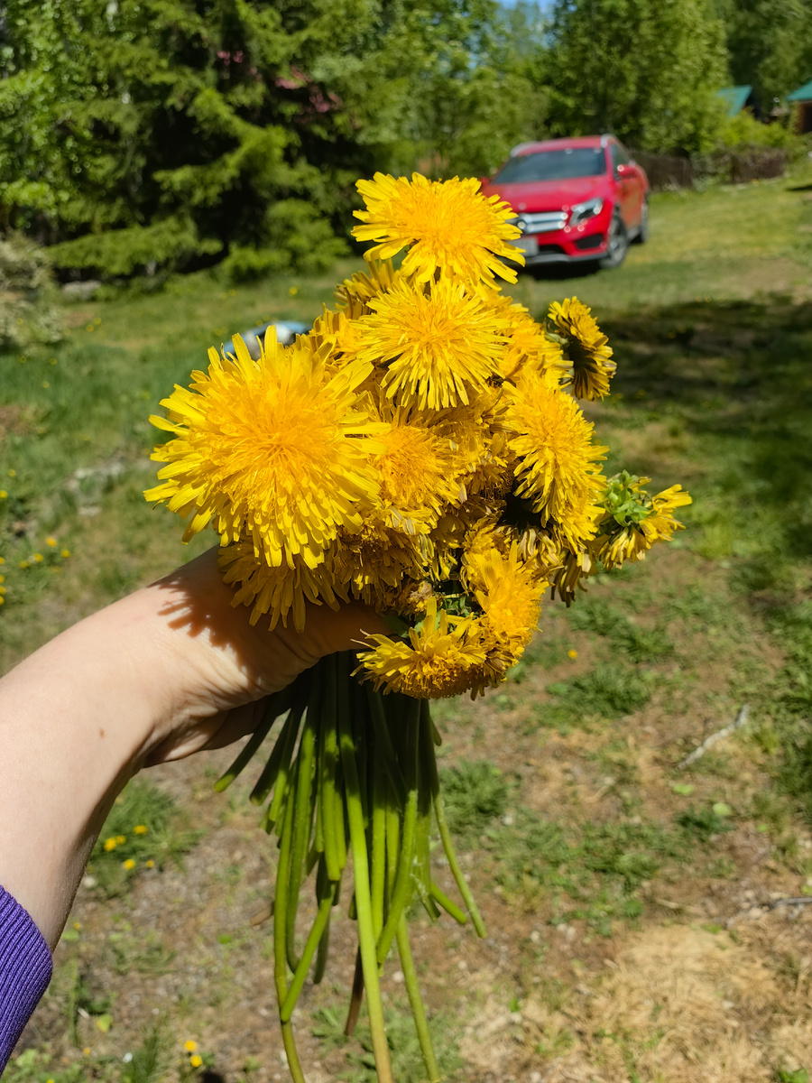 Одуванчики - красота - страшная сила. Не знаешь - бороться с ними или радоваться. Но зарастает одуванчиками всё с молниеносной скоростью. 