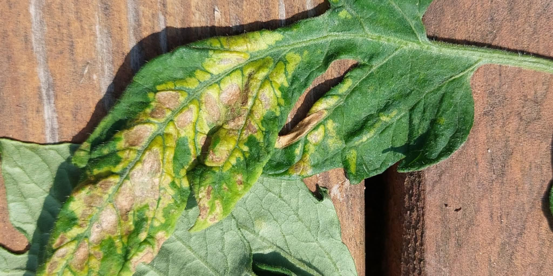 Томаты остановились в росте? Огурцы желтеют и не растут? Перцы сбрасывают листья? Вот пошаговое руководство по лечению корневой гнили.