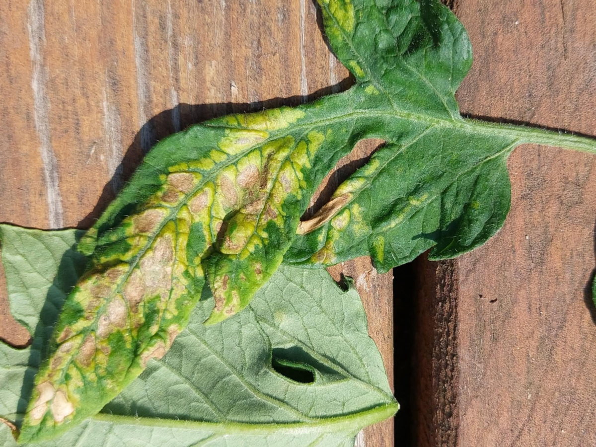 Тревожные симптомы на листьях томата (Фото: https://www.facebook.com/photo?fbid=23865651523046337&set=pcb.1909010399836051)