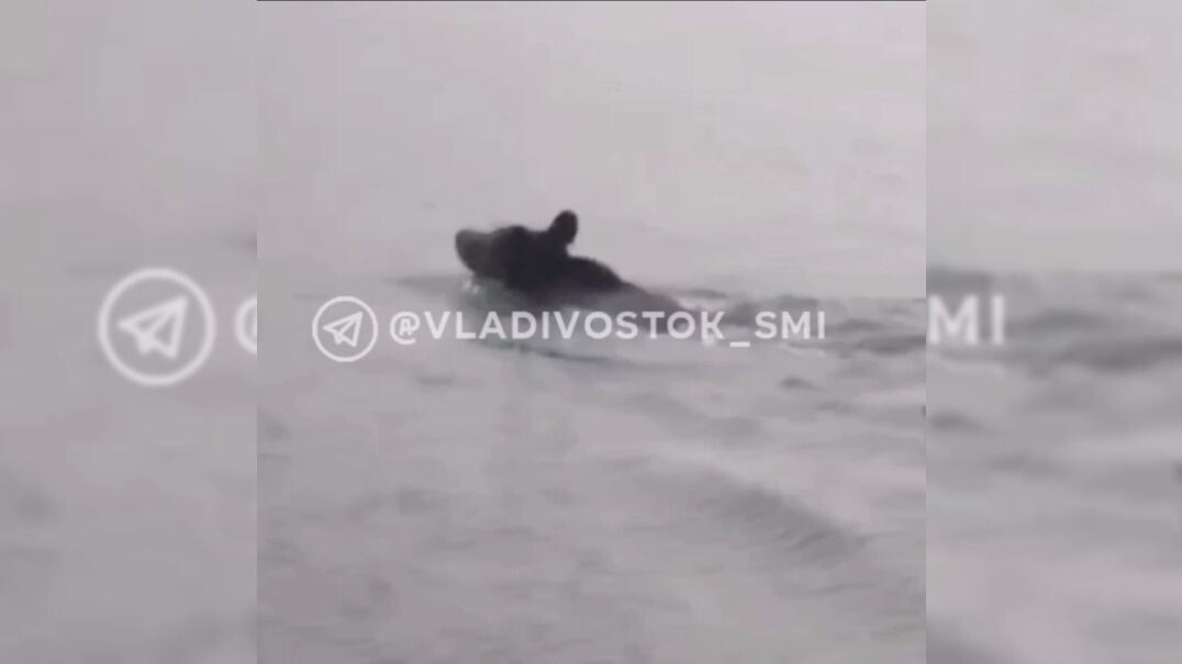     Источник: @smi25