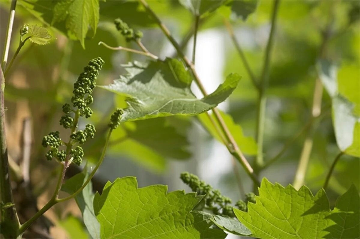    Во время цветения виноград лучше не беспокоить, а после — тщательно поливать.
