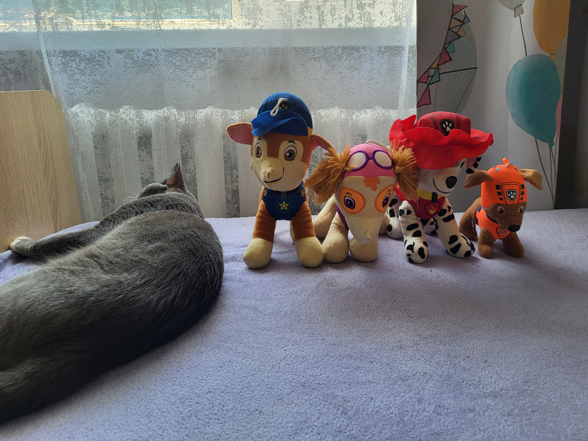 Теперь Щенячий патруль охраняет кота🤭