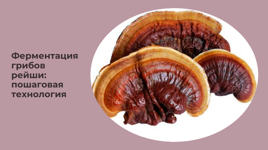 Ферментация грибов Рейши