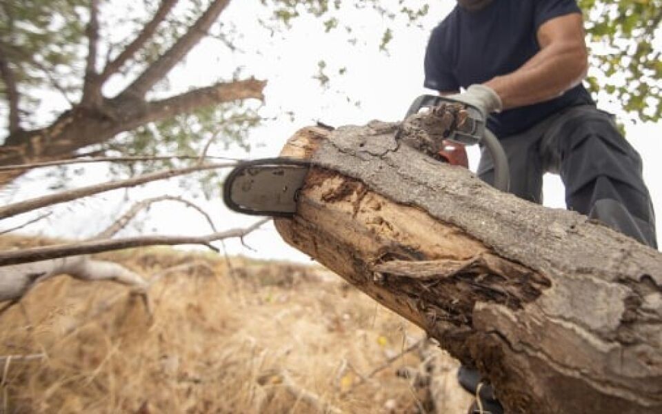    Спил дерева