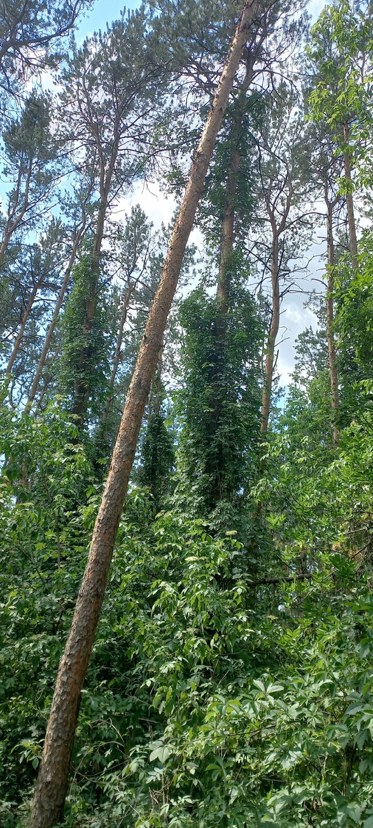 Лесопарк"Оптимист" Воронеж (фото личное)