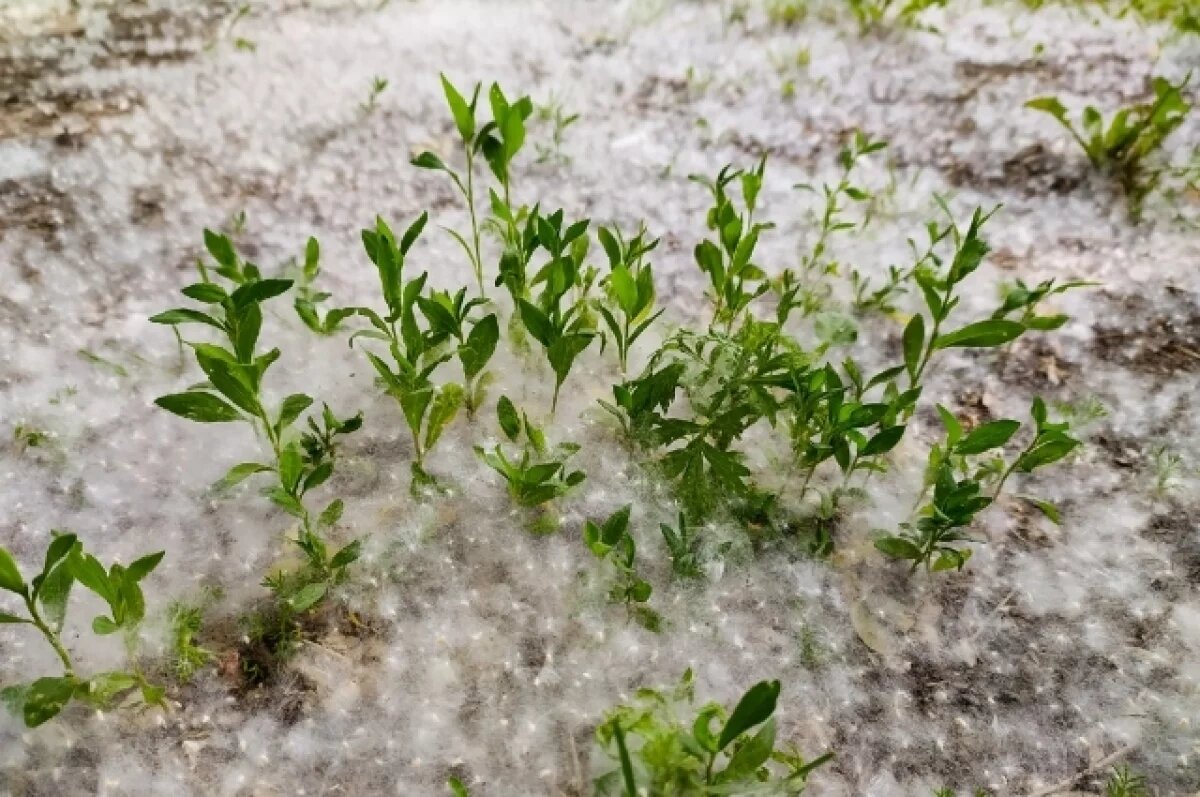    Спасатели напомнили тюменцам про опасность тополиного пуха