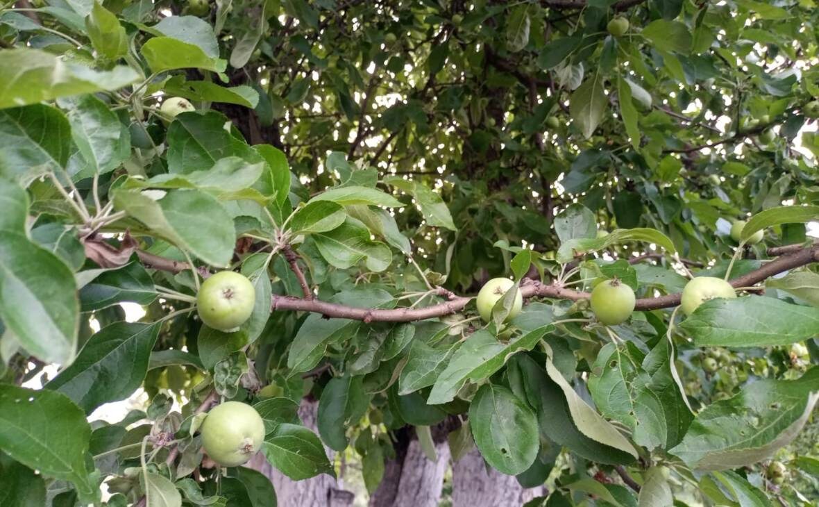 Фото: РБК Черноземье