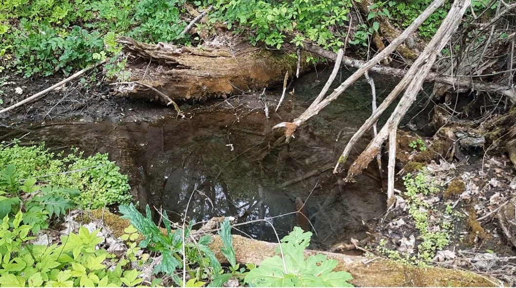 Заросшая карстовая воронка, Луховицкий район, МО. Фото автора.