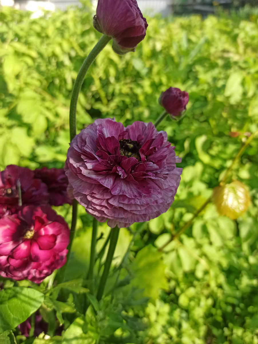 Это из упаковки с корнями Перпл.