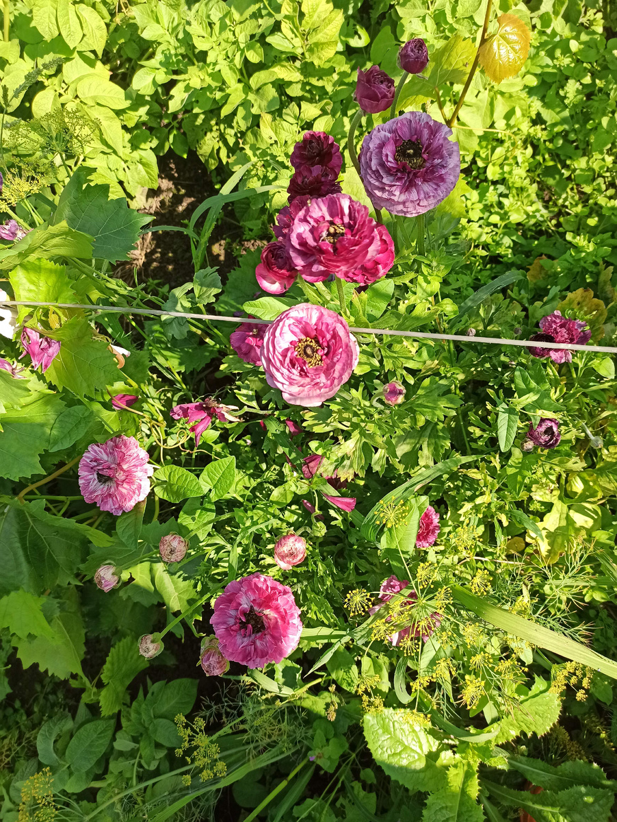 Это тоже все к Перпл относится.