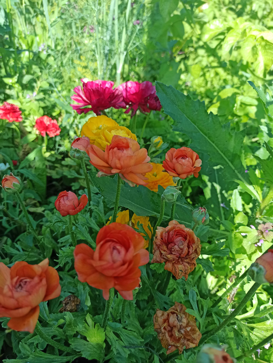 Смесь окрасок.