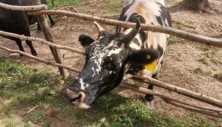    Самые популярные направления Агростартапа в Липецкой области