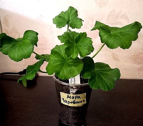 Тот самый подаренный черен.