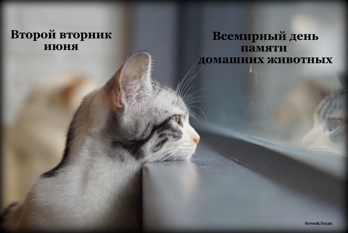 Коллаж автора. Источник фото: https://www.maximonline.ru/longreads/kak-dolgo-kot-pomnit-starogo-khozyaina-id685519/