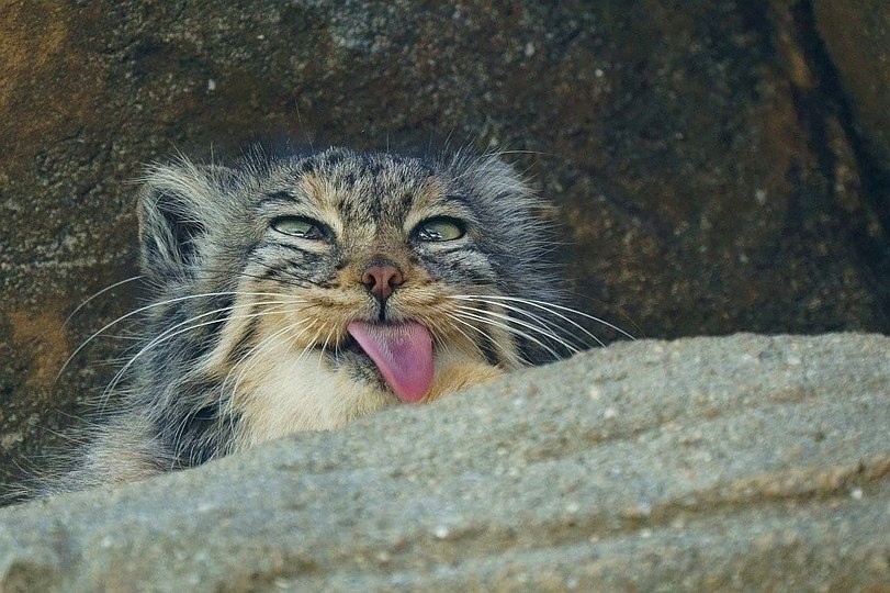 Манул — кошка с характером. Источник фото - https://clk.li/HxGl