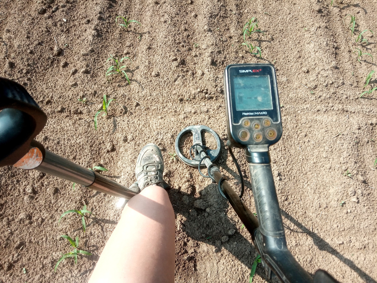 Посевы не пострадали, кроме четырёх отростков, под которыми были находки. Но и их я посадила назад, как смогла.