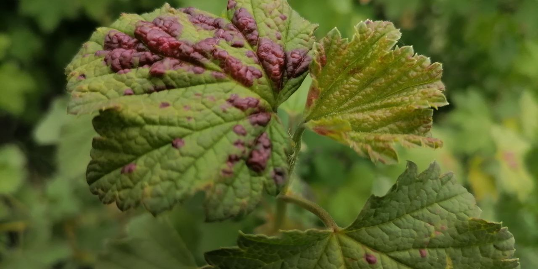 Как я избавилась от тли на смородине, калине и вишне