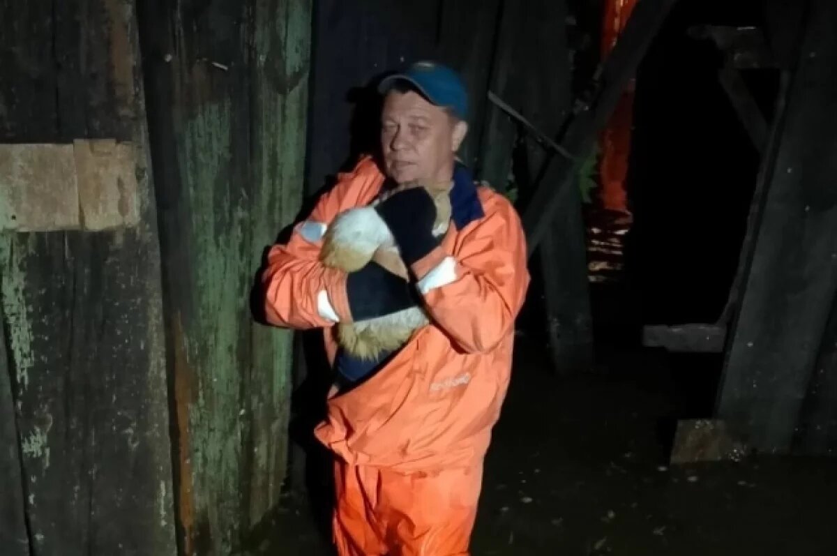    Кошек и собак спасают после обрушившихся на Алтай ливней