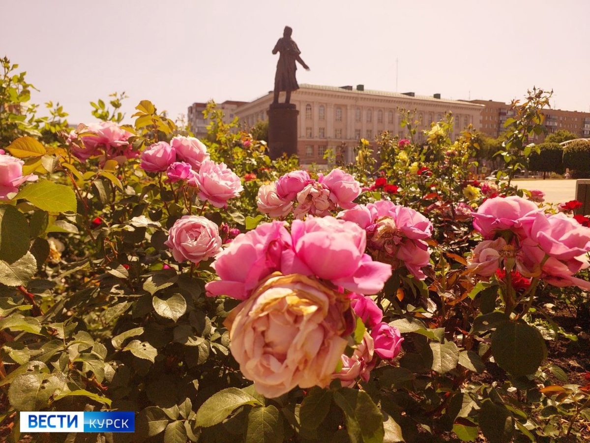    Внимание, жара: сегодня в Курске ожидается до +32