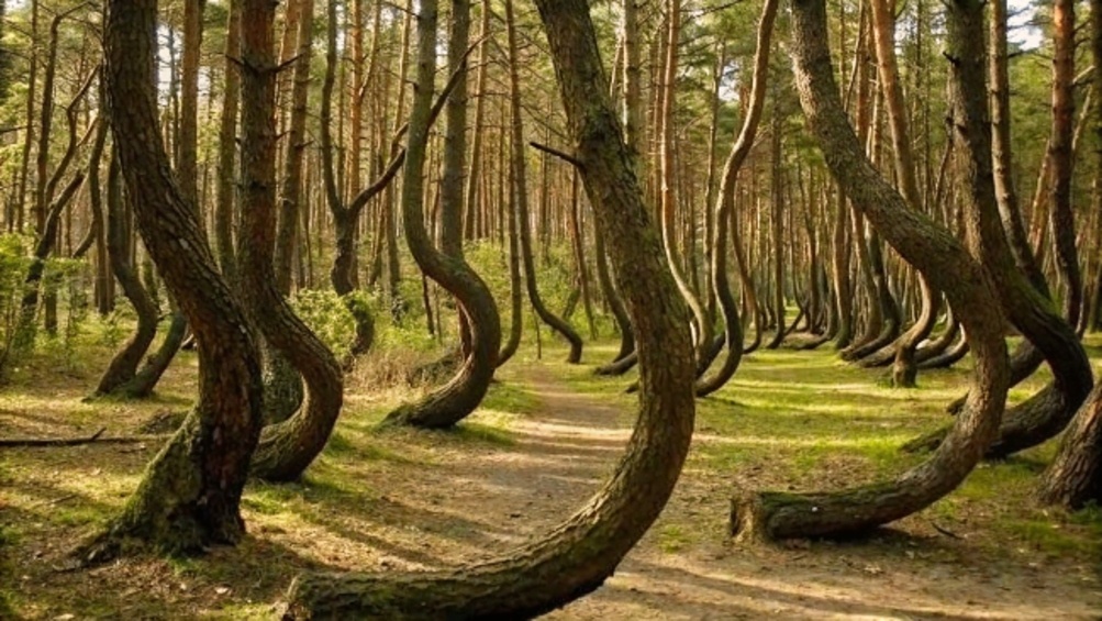 Лес Хойя-Бачиу