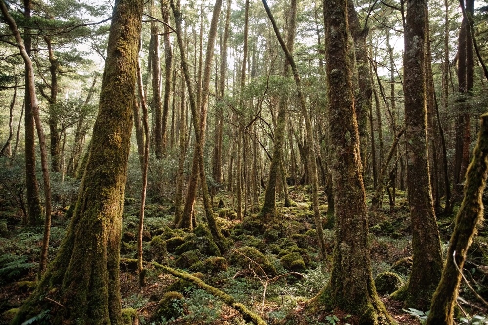 Аокигахара, Япония