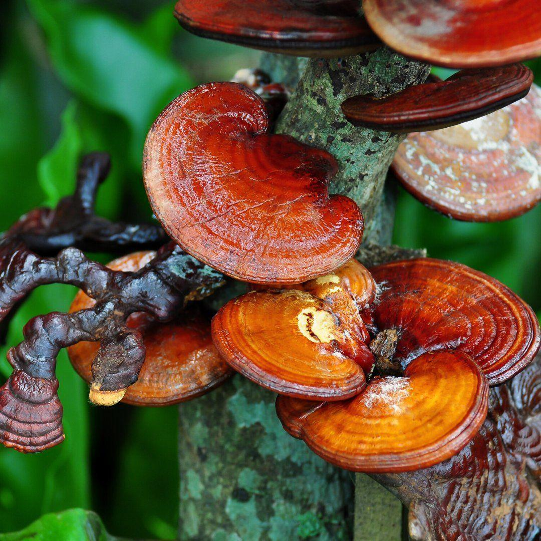Ganoderma lucidum