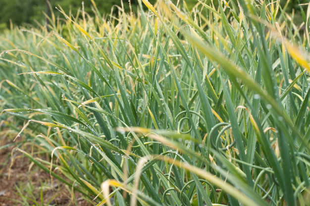 Желтеют лук и чеснок в июне? Тайные враги вашего урожая и как их победить