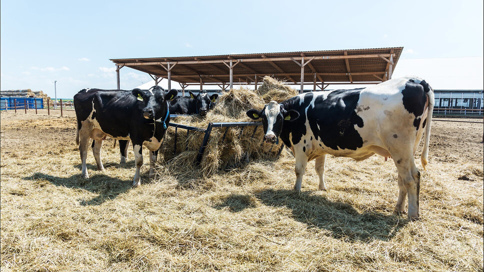 Фото: Олег Харсеев / Коммерсантъ