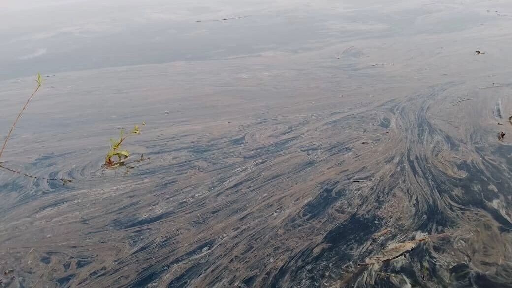     Источник: Борус