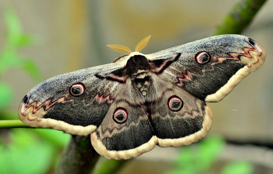 нельзя забывать о некоторых интересных представителях насекомых. источник фото - https://clk.li/jwqH