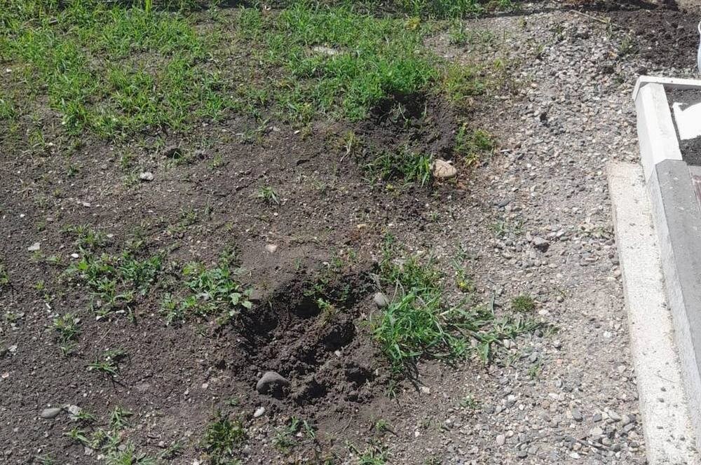    Вандалов, выкопавших цветы, ищет полиция. Фото: Администрация Кировского округа Ставропольского края