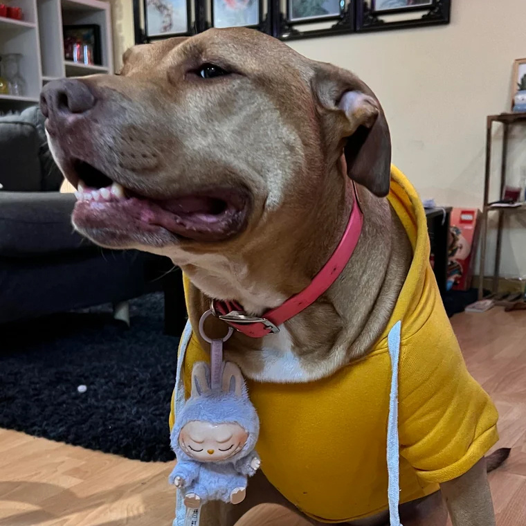 На этой фотографии хотя бы одна лабубу. Некоторым собакам приходится носить целые коллекции у себя на шее. Источник фото www.reddit.com