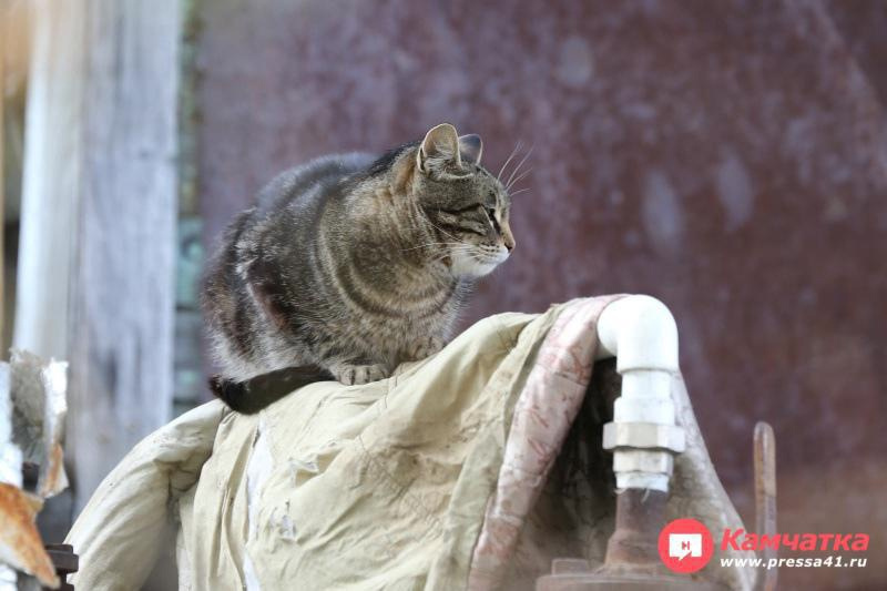 Фото: Хорошо, когда трубы тёплые / ИА «Камчатка»