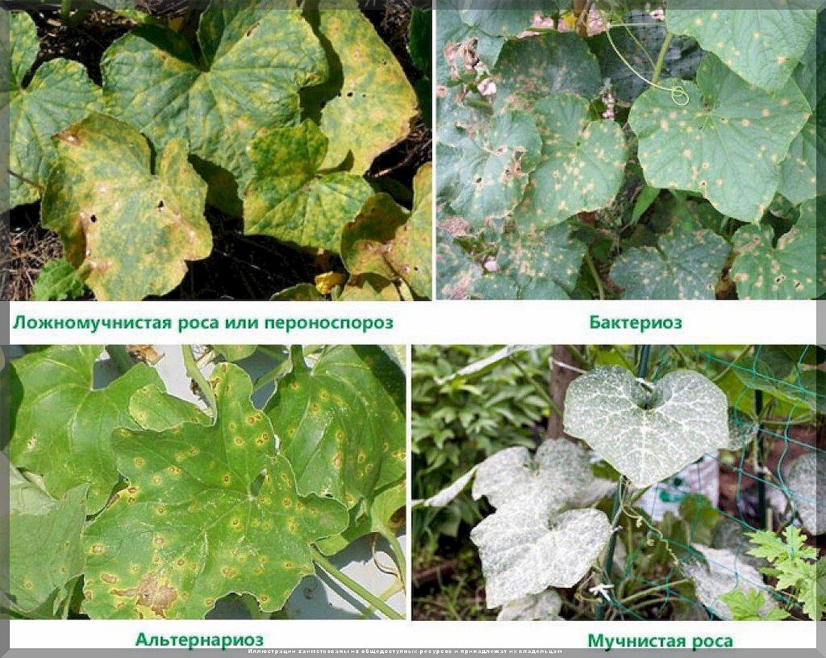 Проявления альтернариоза на огурцах