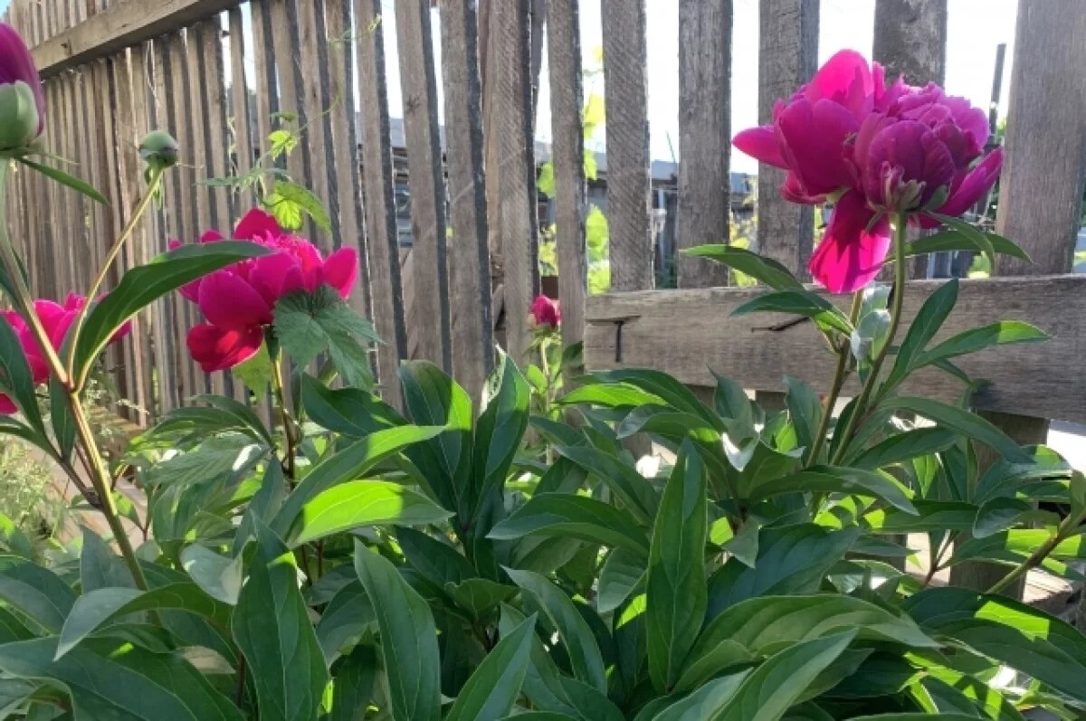    Югорчанам рассказали о запрете на установку сплошных заборов между дачами