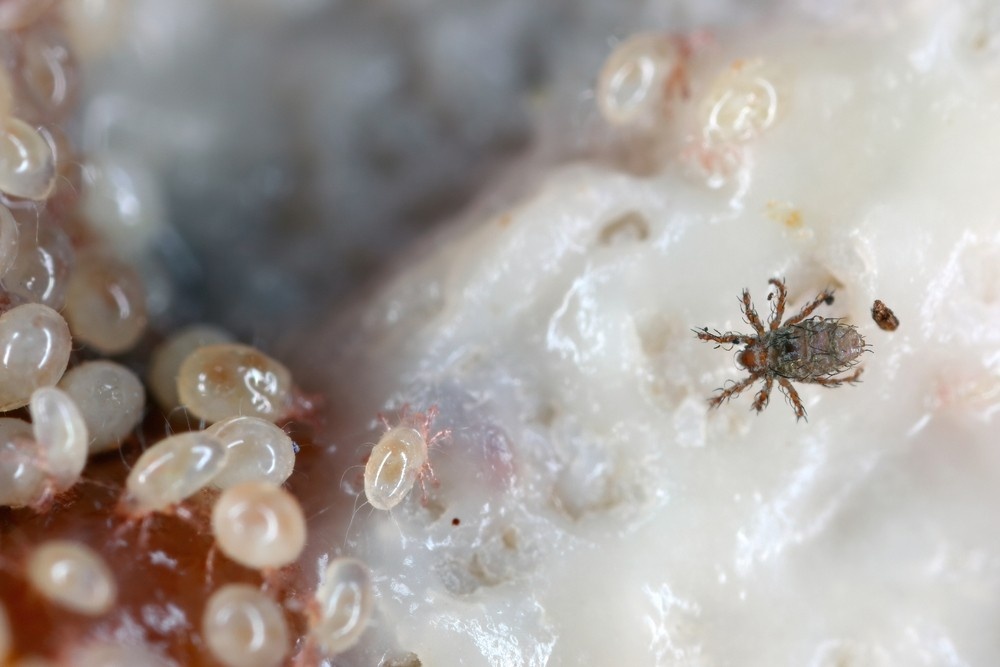    ShutterStock/Fotodom.ru