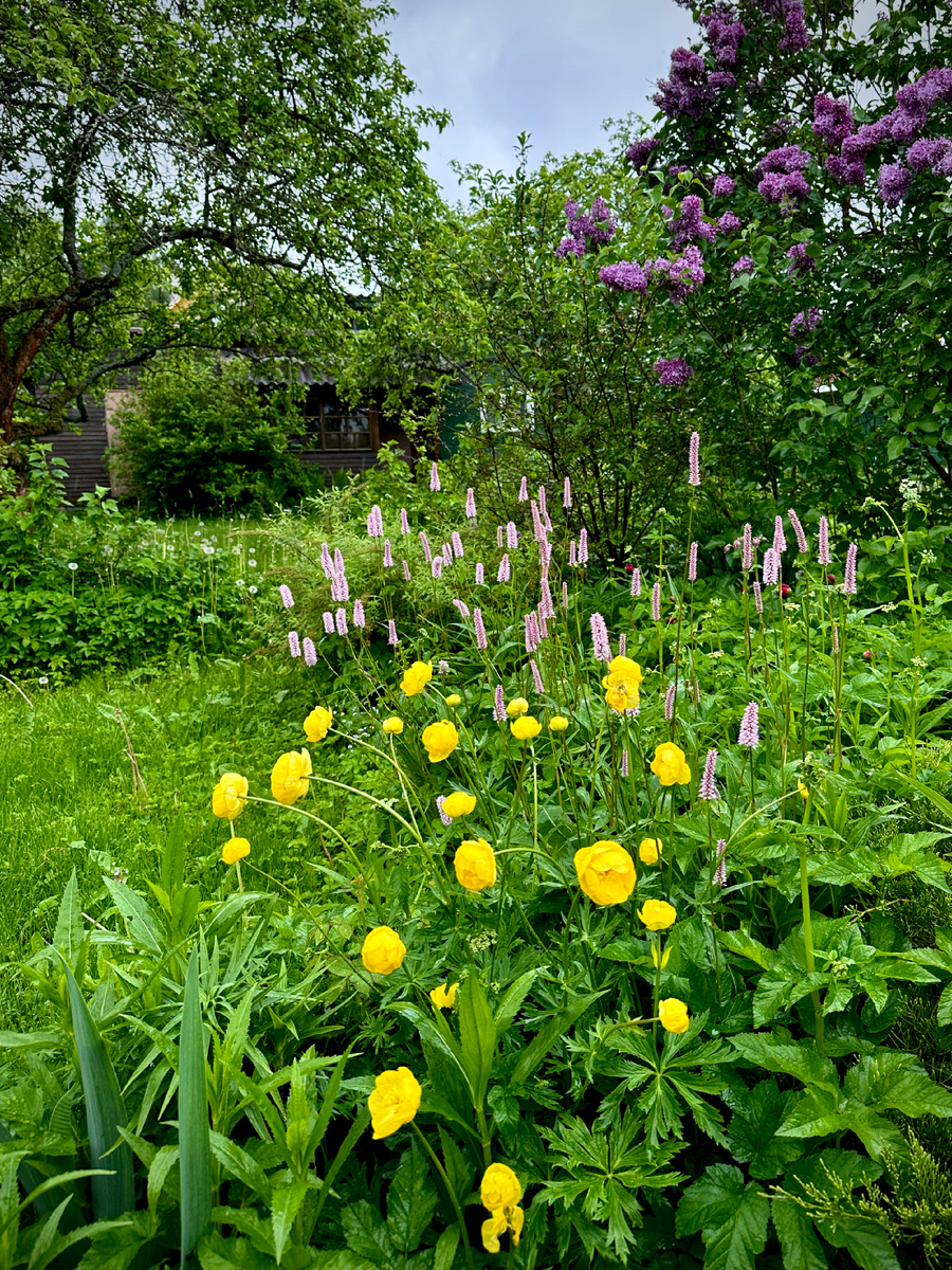 Купальница