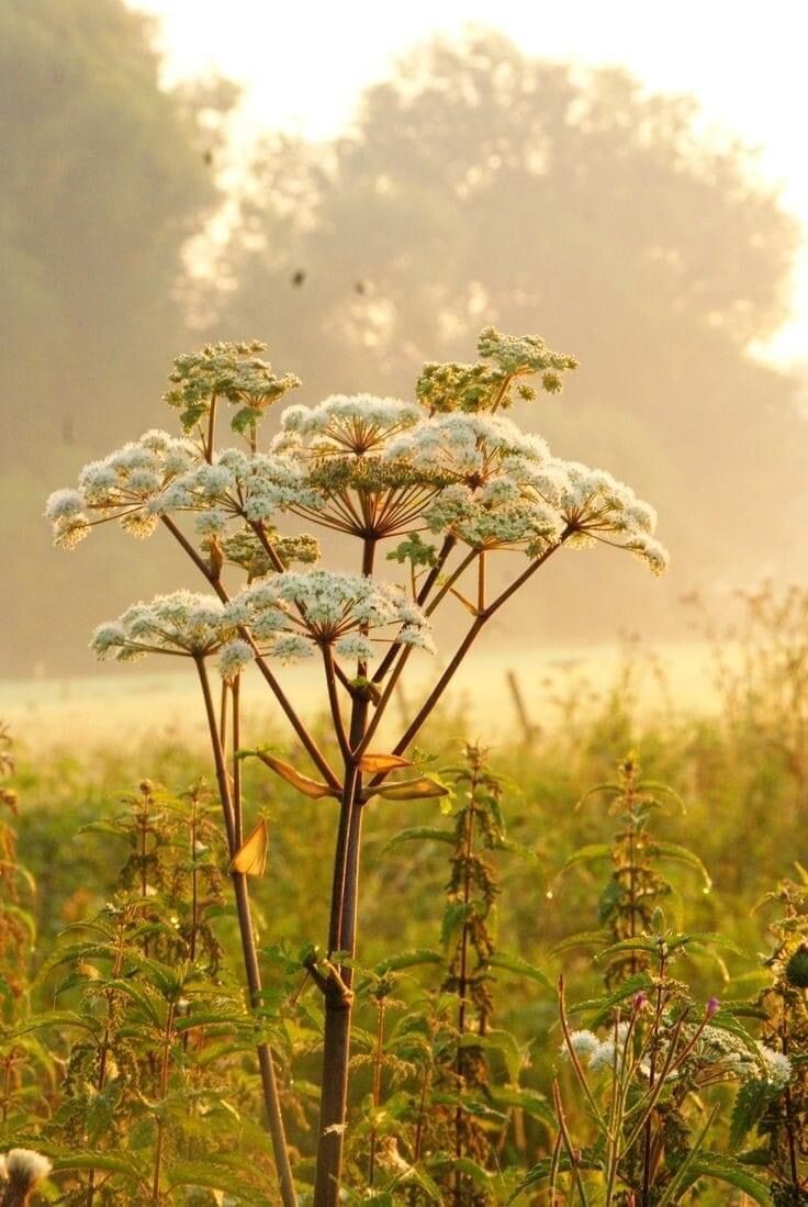 Для тех кто не знал, как это выглядит.