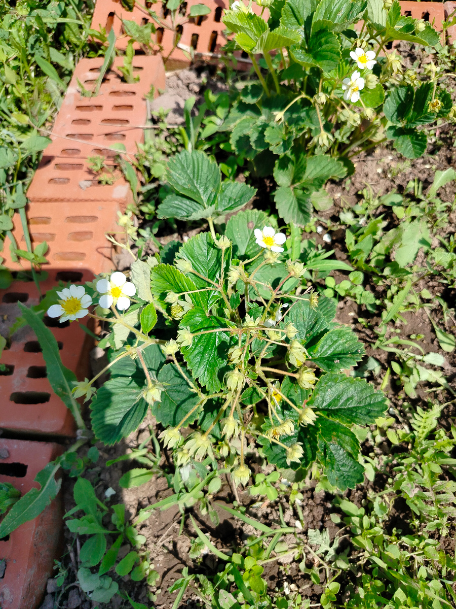 Клубничка еще цветет.