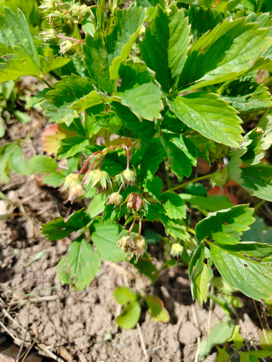 Наша земляника.