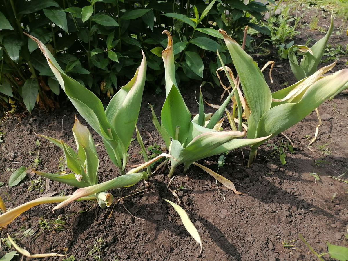 Когда выкапывать тюльпаны, определяю по листяьм, фото автора