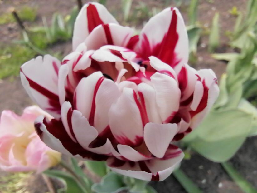 Двухцветный тюльпан, фото автора