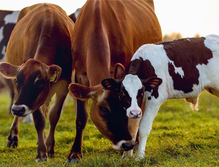 www.milk-village.ru