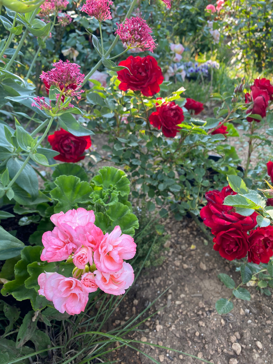 Фоном роза Скарлет Мейдилант